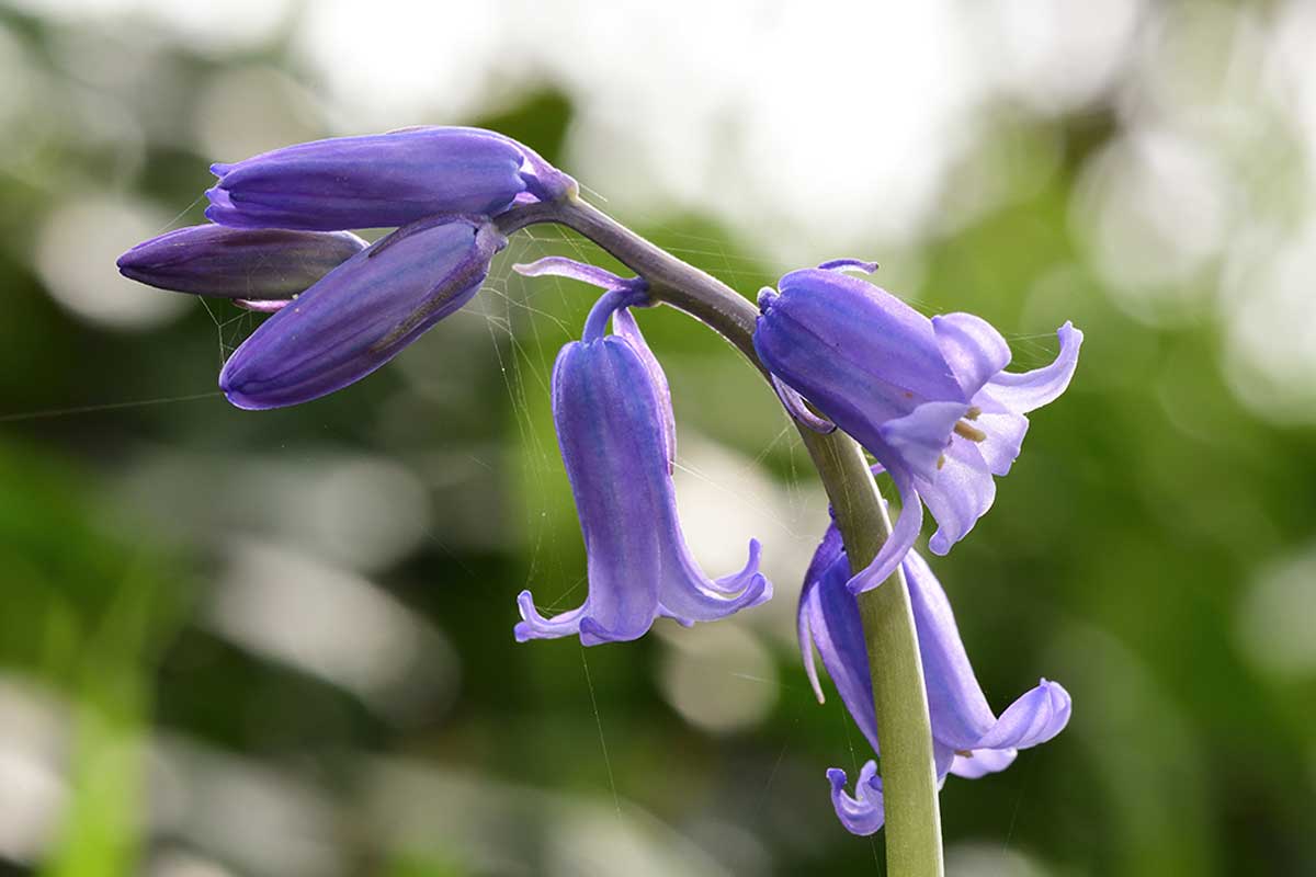 Bluebells.