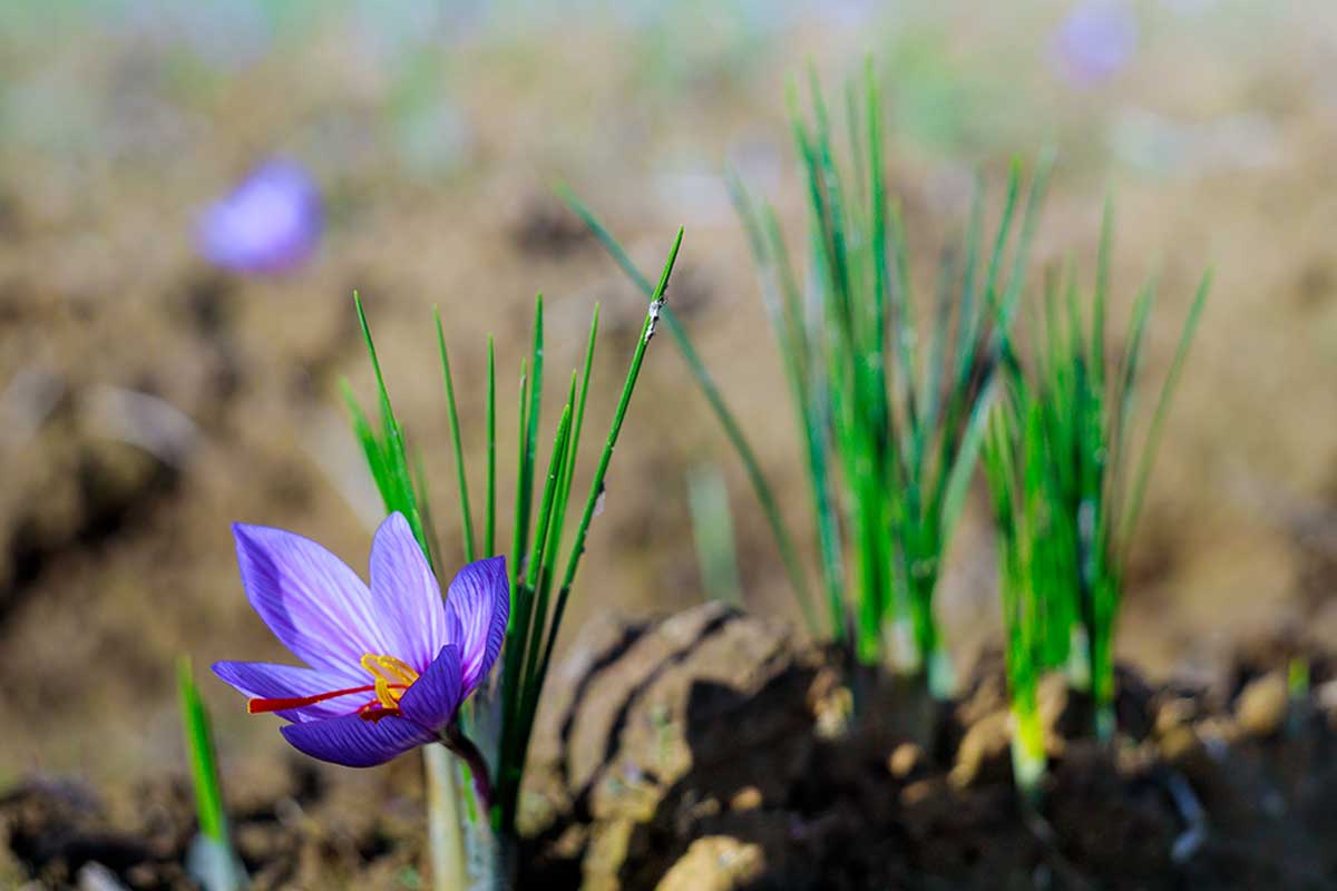 Herfstkrokus of wilde saffraan
