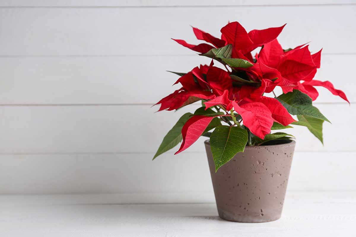 Cuidados de la flor de pascua.