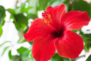 Hibisco: una linda planta de jardín con propiedades