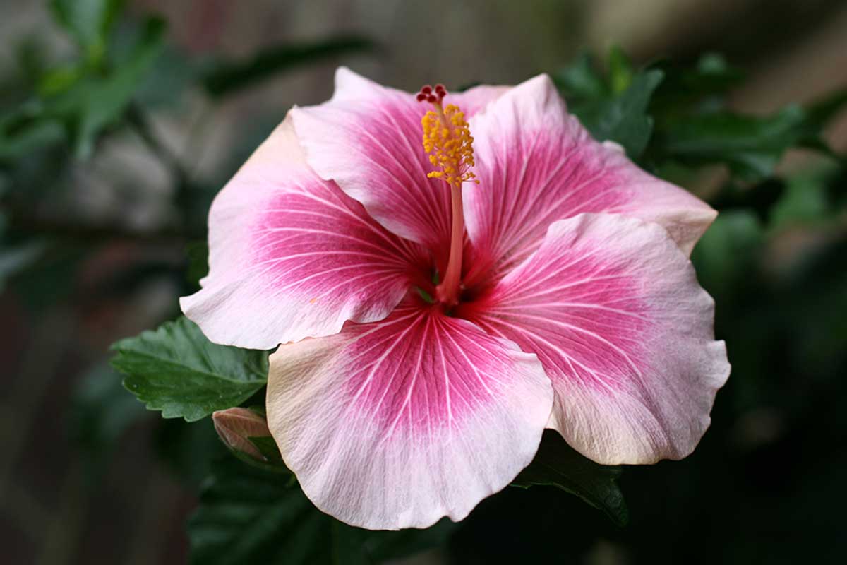 Hibiscus.