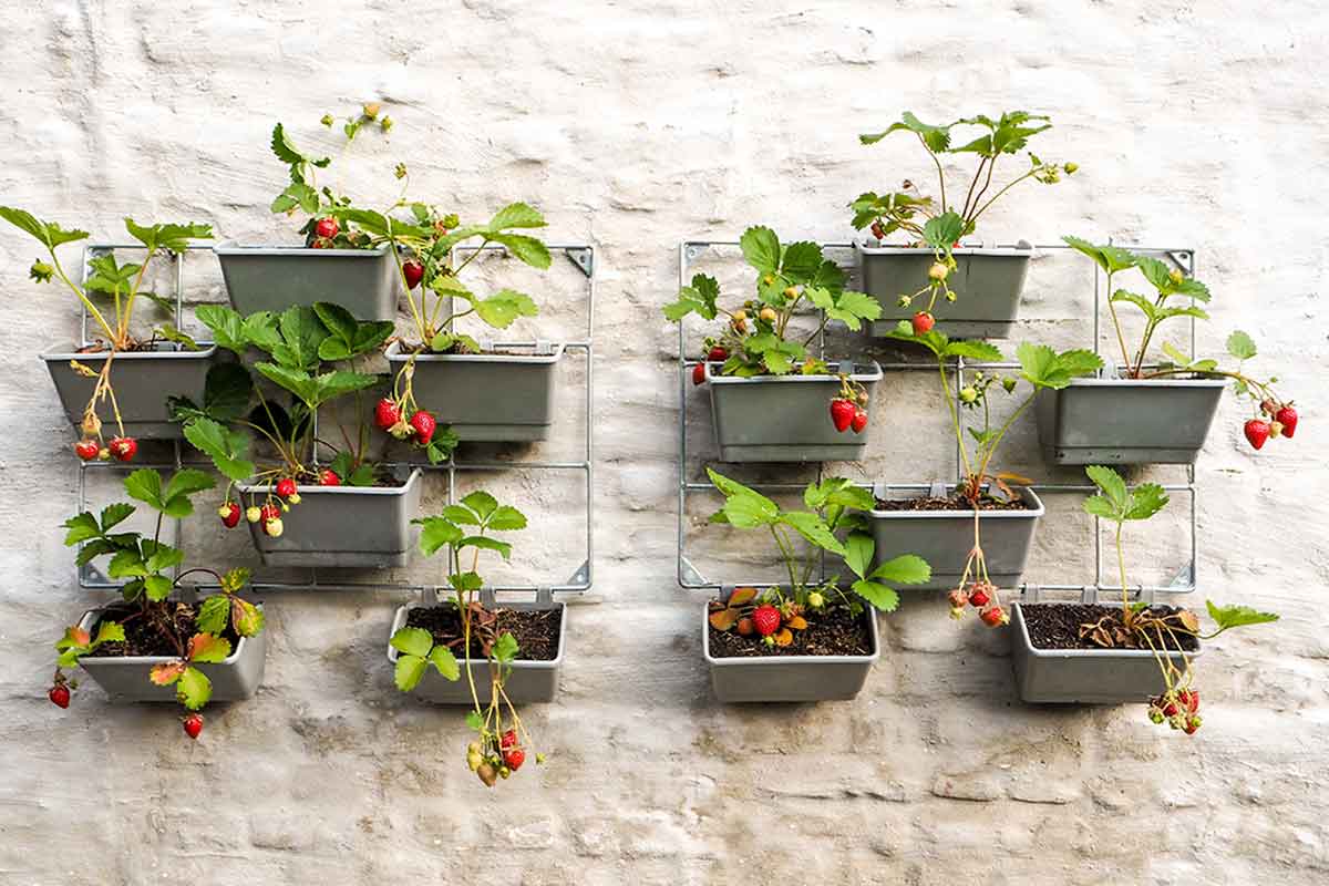 Vertical urban garden.