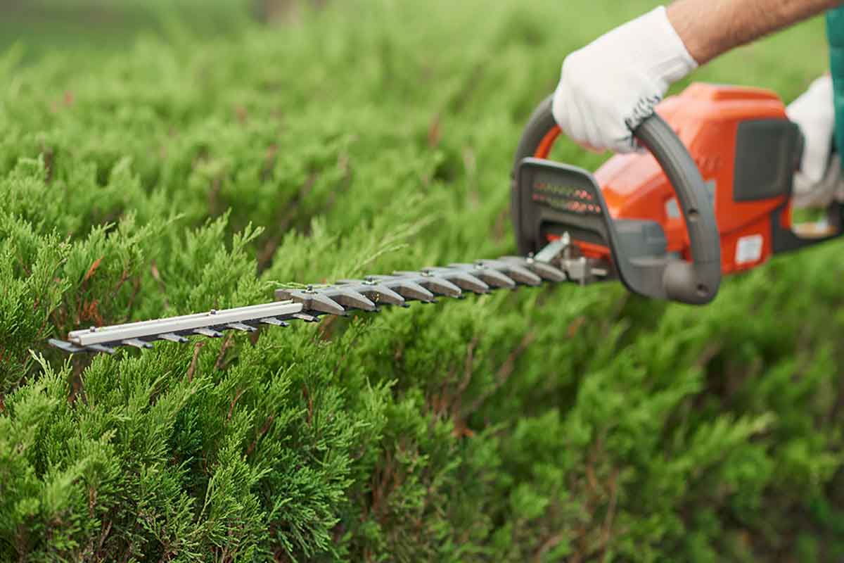 Learn how to prune your hedge