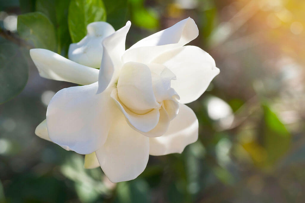 Gardenia's en de geur die je verliefd maakt