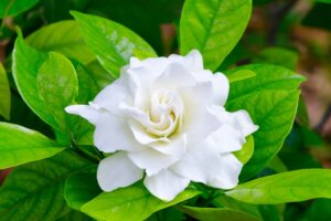 Las gardenias y su aroma que enamora