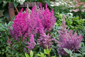 Plantas de sombra ideales para tu jardín