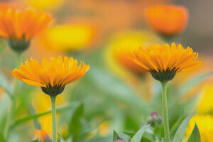 Descubre cuáles son las plantas ideales para el otoño