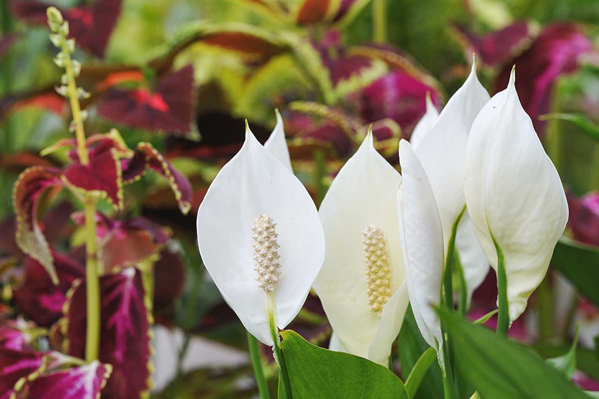 espatifilo o lirio de la paz