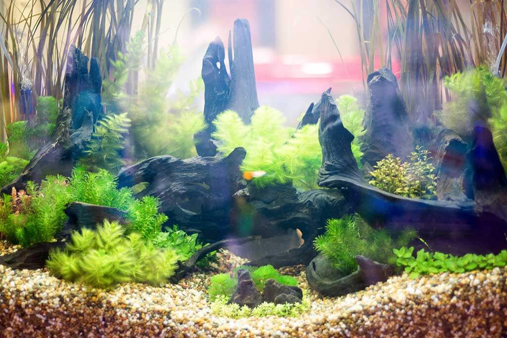 cura delle piante acquatiche