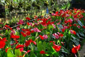 Plantas de color rojo para llenar de alegría tu jardín