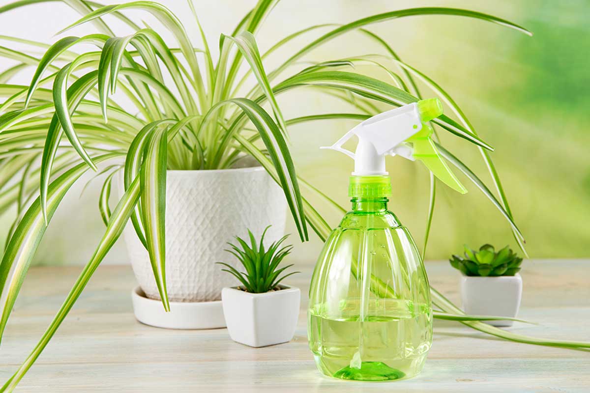 Chlorophytum – lint