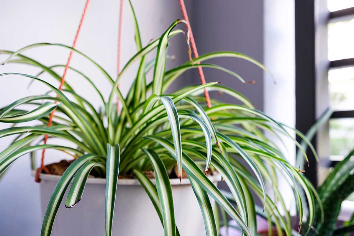 Luchtreiniger - Chlorophytum