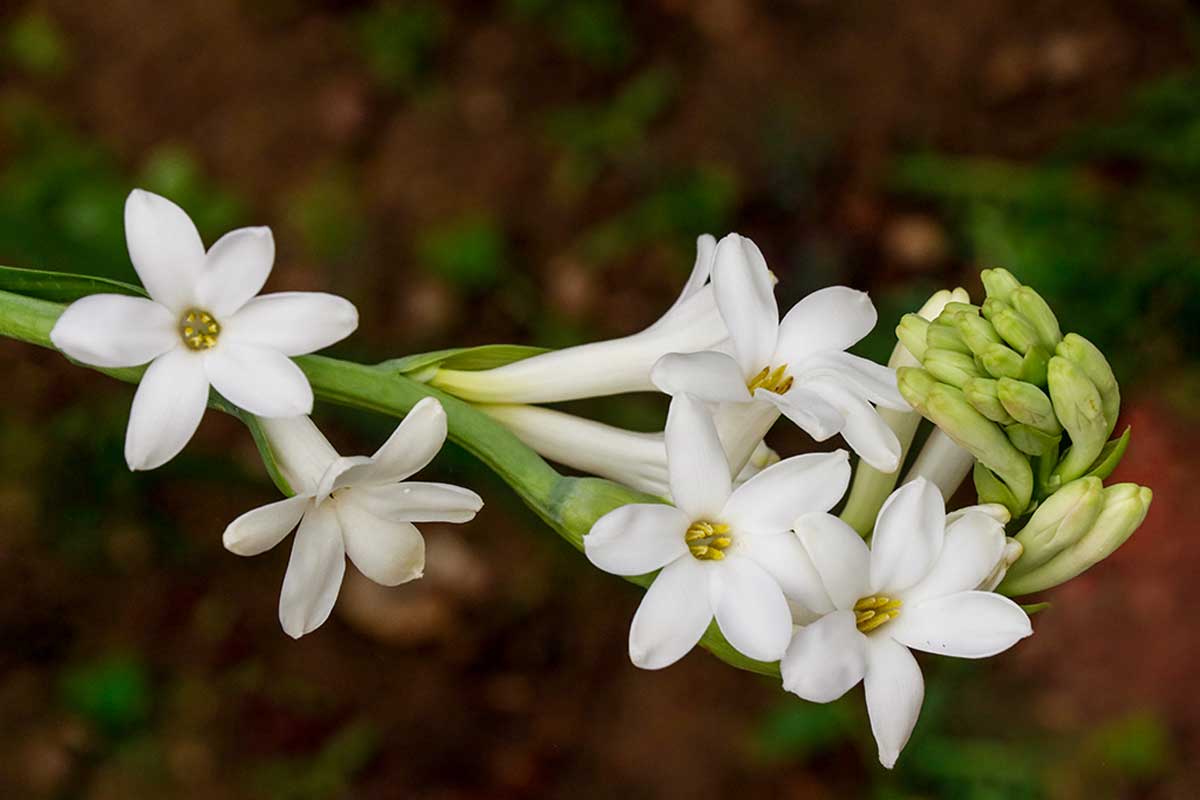Le tuberose sono fiori per San Valentino