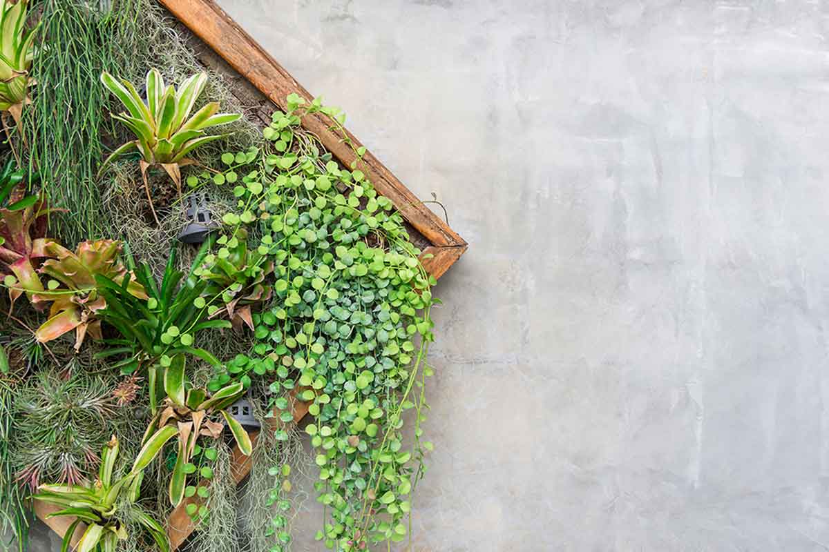 Create your own vertical garden