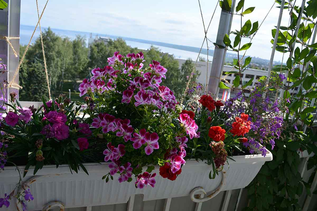 potted flowers