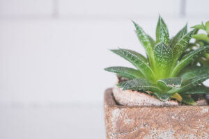 Aloe vera, cómo cuidarla en casa