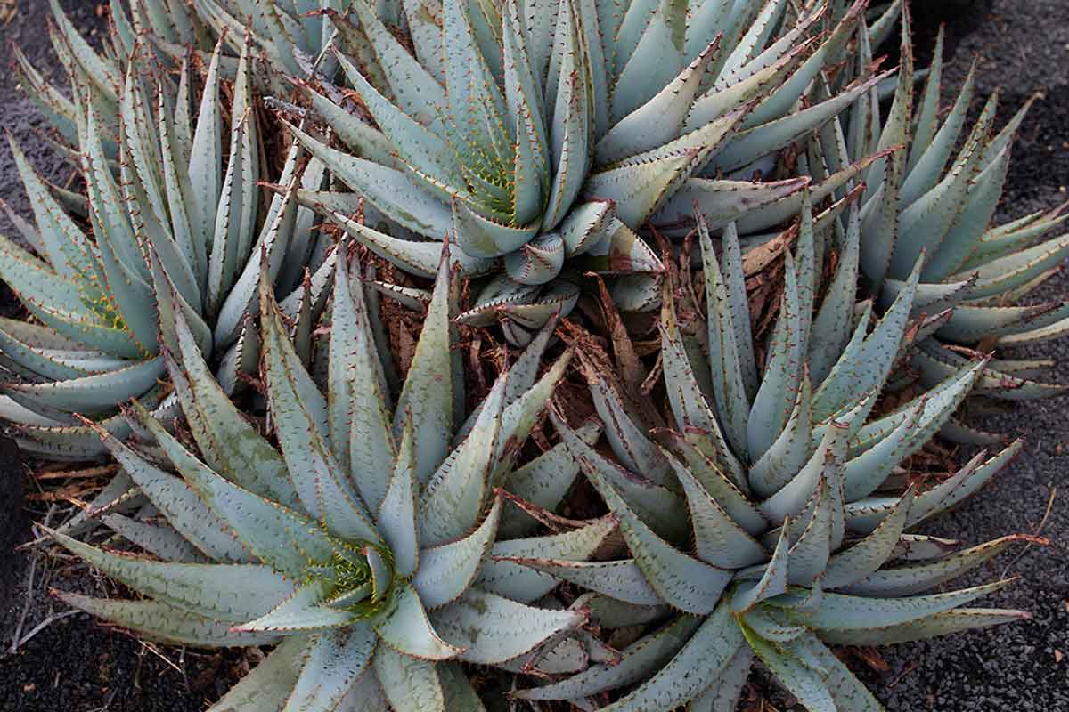 Characteristics of Aloe Vera.