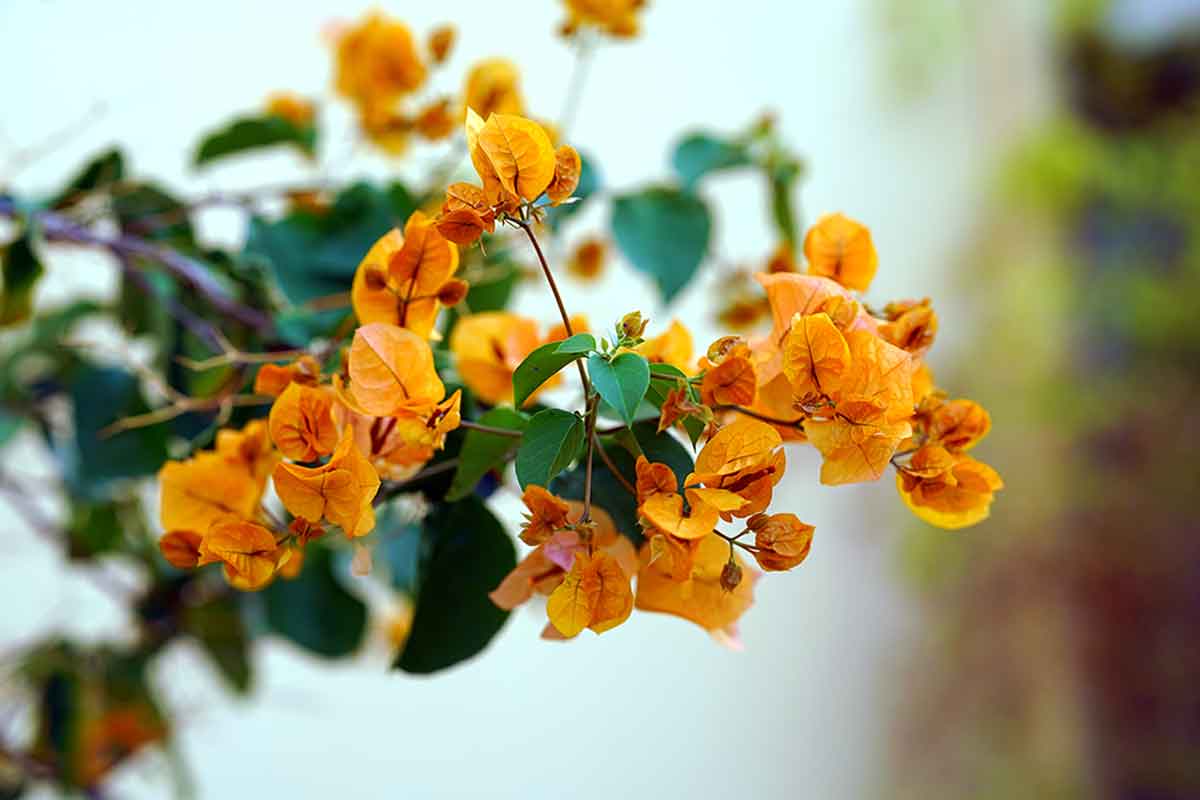 This tropical plant is grown in different colors.