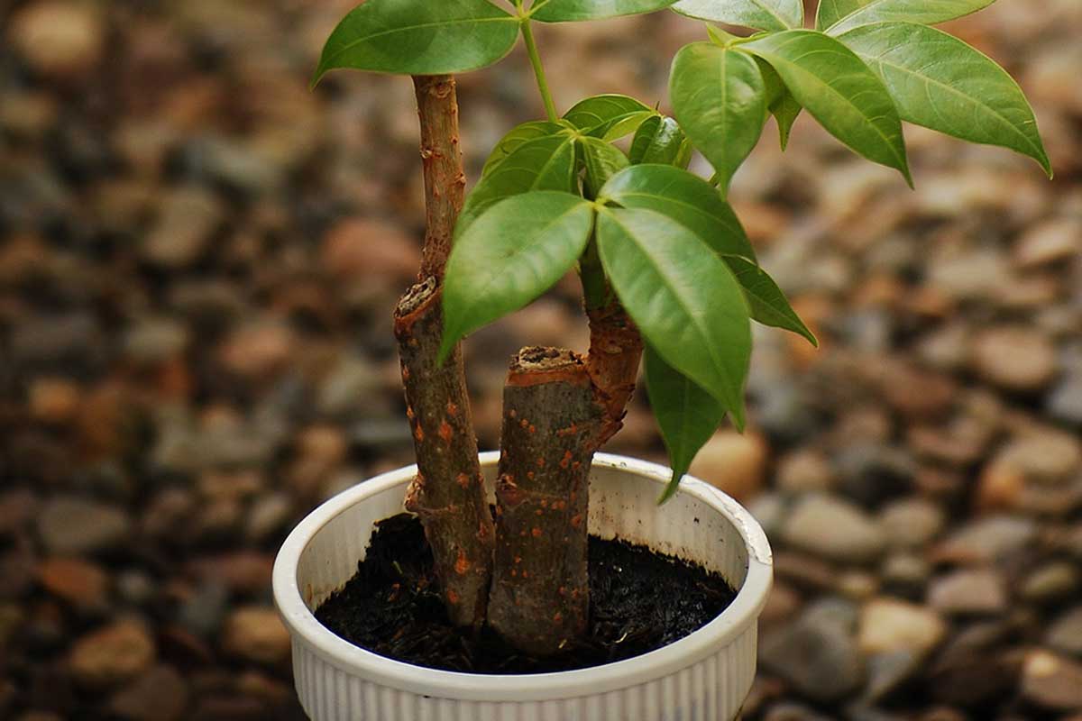 De pachira is een heel bijzondere plant