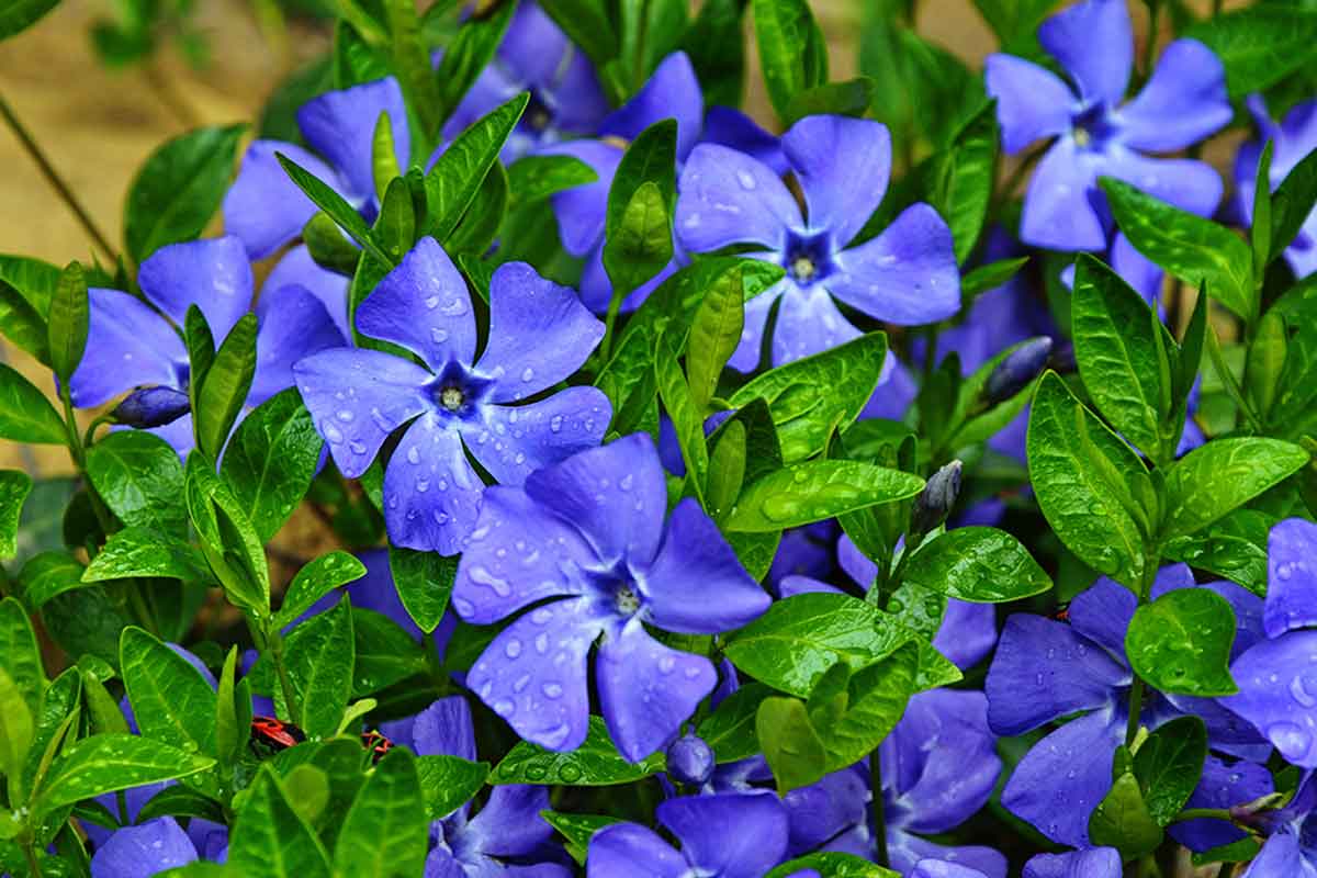 This shade is inspired by the periwinkle flower.
