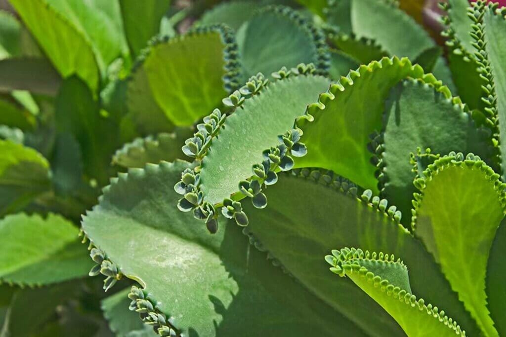 Vi parliamo dei diversi tipi di kalanchoe.