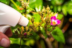 Bicarbonato: un fungicida para plantas casero