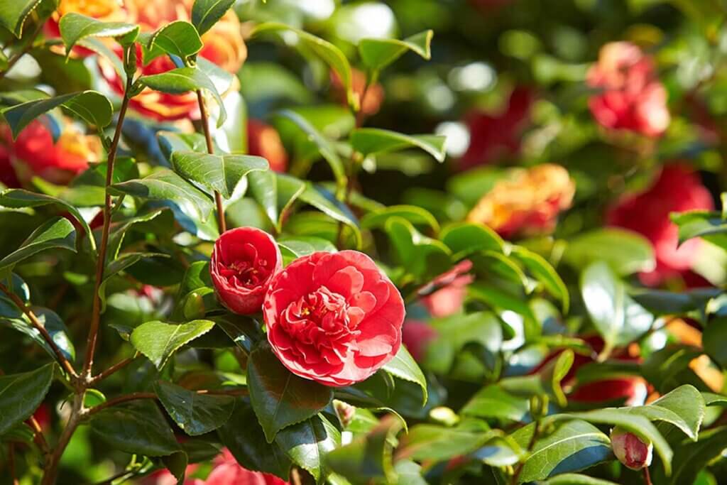 Camellias are acidophilic flowering plants.