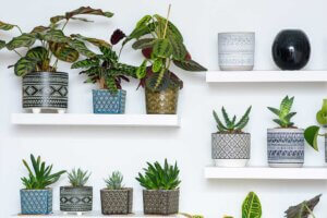 Plantas positivas recomendadas por el Feng Shui