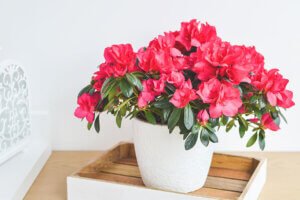Azalea: descubre cómo cuidar esta bella planta