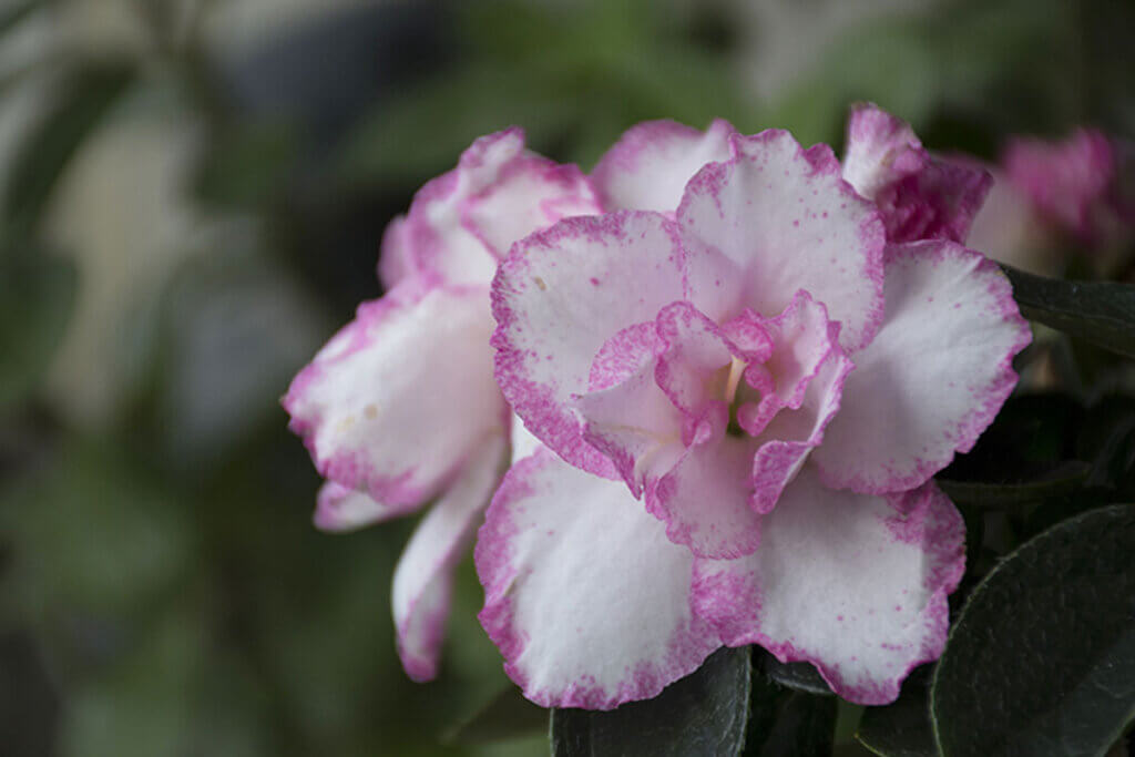 The azalea is a very beautiful and easy to care for plant.