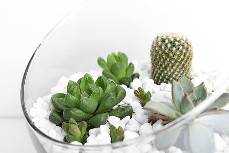 Diferencias entre los cactus y las suculentas