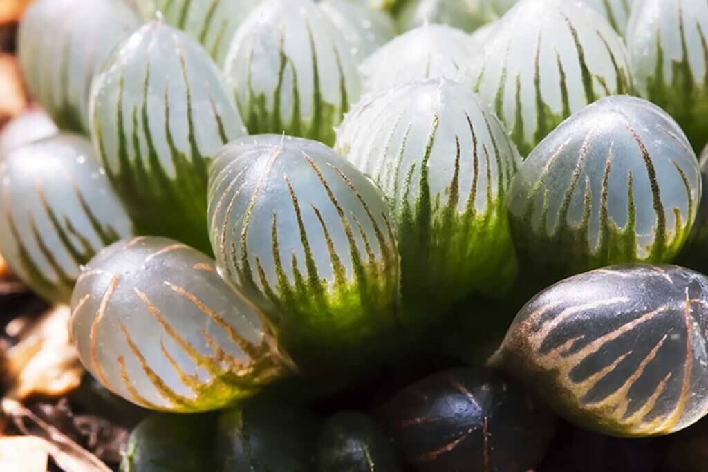 Scopri come prenderti cura della tua Haworthia cooperi.