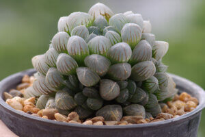 Haworthia cooperi, una extraña y hermosa suculenta