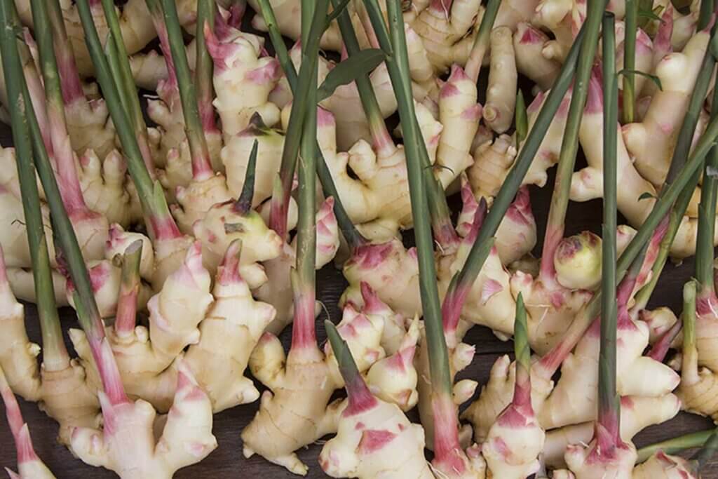 Learn about the benefits of ginger for your health.