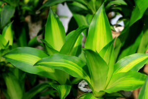 La planta de la felicidad, conoce sus cuidados