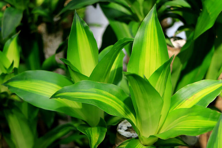 La planta de la felicidad, conoce sus cuidados