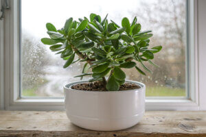 Planta de jade, una suculenta de gran tamaño
