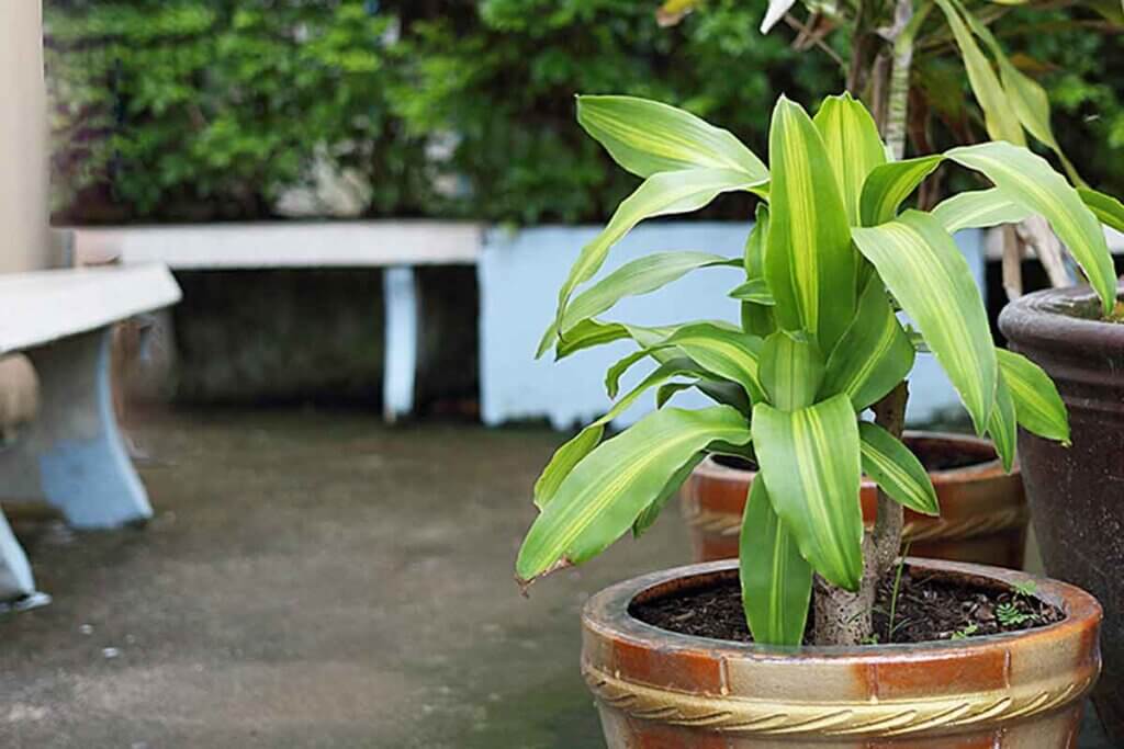 Ken de speciale zorg van de plant van geluk.