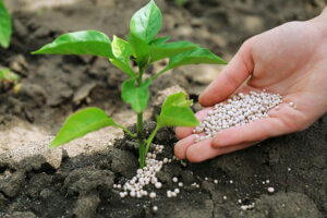 Tipos de abonos para tus plantas