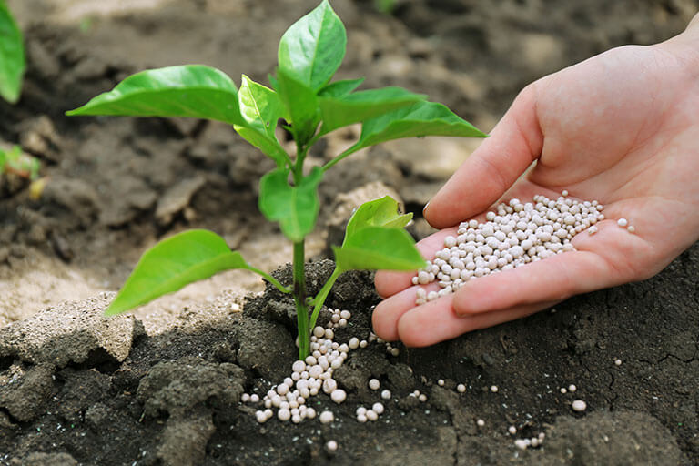 Tipos de abonos para tus plantas