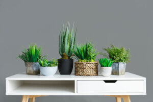 Guía para tener plantas de interior y cuidarlas bien