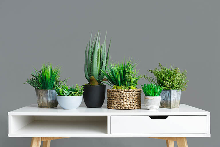 Guía para tener plantas de interior y cuidarlas bien