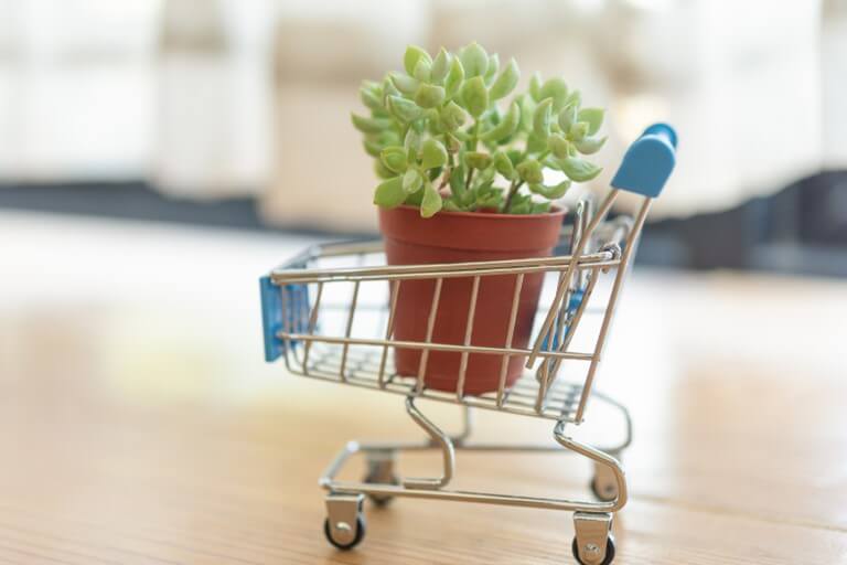 Mini plants are beautiful and require basic care, get to know them.