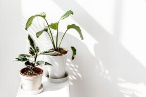 Calatea, una planta que cambia a lo largo del día