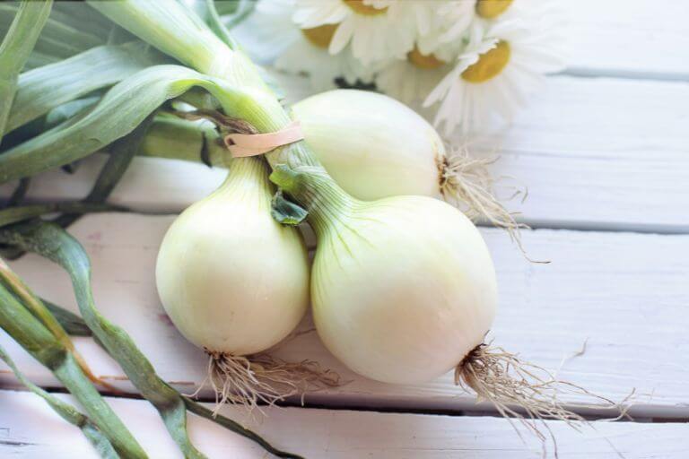 Guía para plantar cebollas con y sin semillas