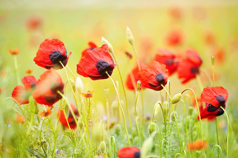 Amapola: aprende a cuidar esta flor silvestre