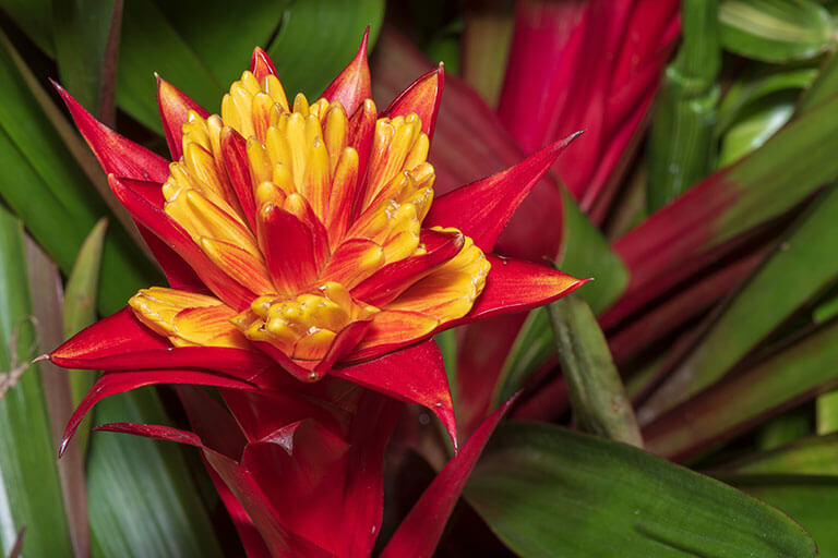 Bromelias, ¿cómo cuidarlas y cultivarlas?
