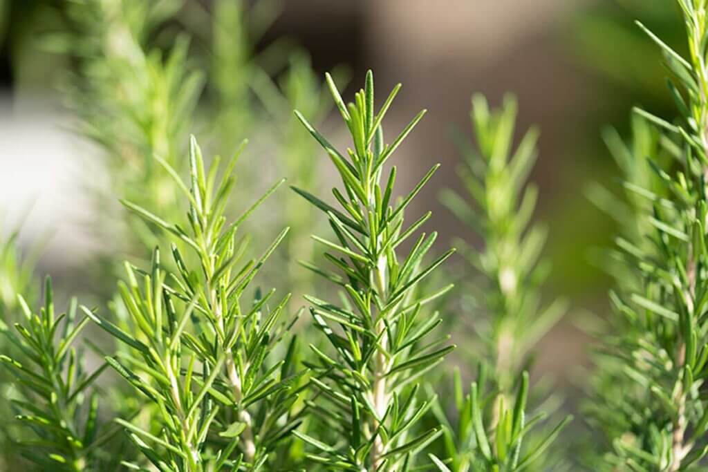 Il rosmarino ha proprietà antispasmodiche che riducono i crampi mestruali.
