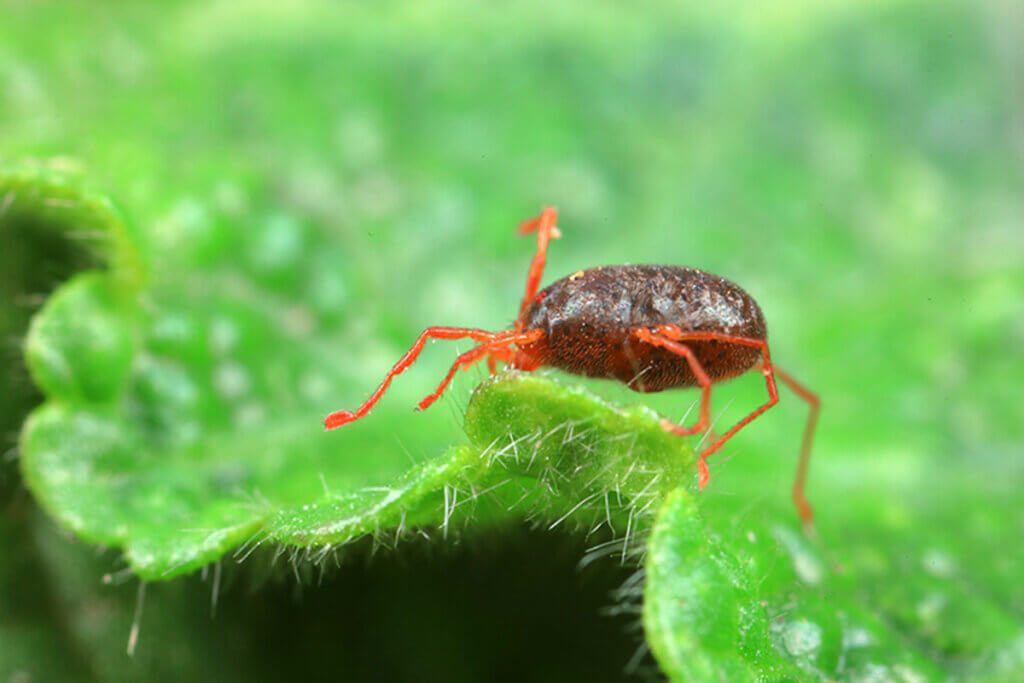 Met deze eenvoudige zelfgemaakte recepten kun je ongedierte zoals mijten uit je tuin verwijderen.