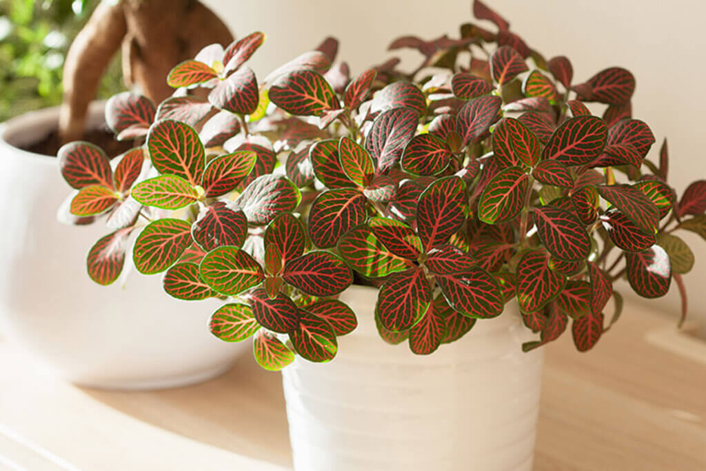 De padopener of fittonia heeft een aantal zeer opvallende kleuren die elke kamer in huis sieren.